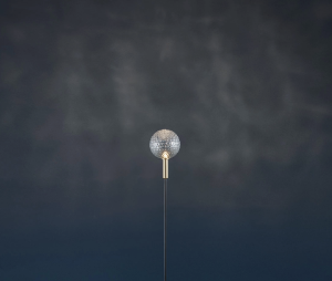 Syphasfera
